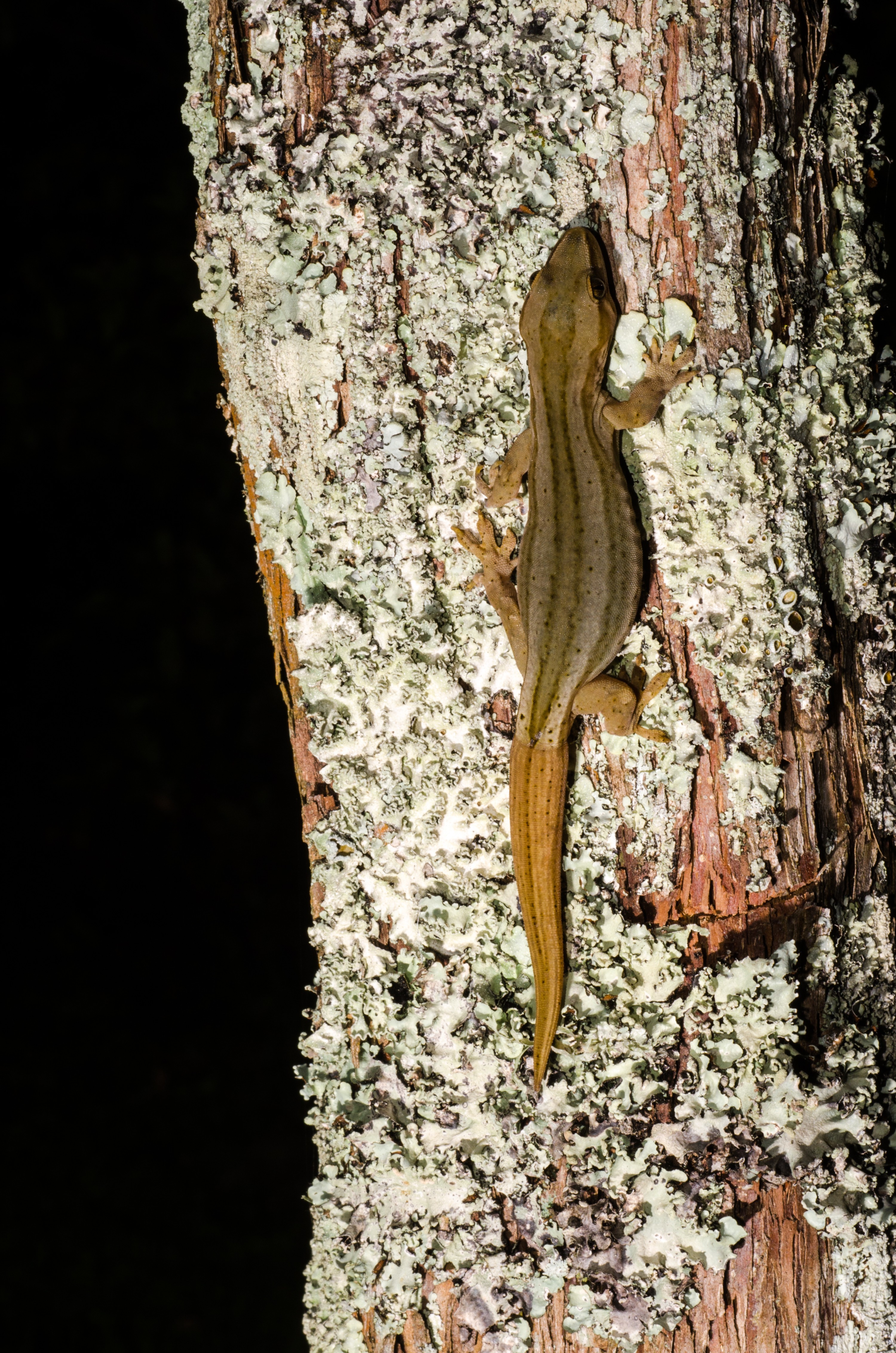 DSC_4302 – Gold, striped, Gecko, Woodworthia, chrysosiretica, lizard, taranaki, Crispin, reptiles, amphibians, rare, cold, blood, new, new zealand, zealand, nz